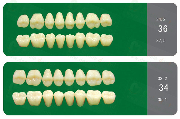 SA31 Acrylic Resin Teeth Three